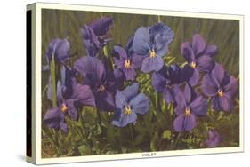 Violets-null-Stretched Canvas