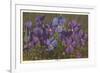 Violets-null-Framed Art Print