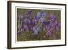 Violets-null-Framed Art Print