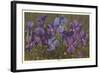 Violets-null-Framed Art Print