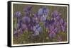 Violets-null-Framed Stretched Canvas