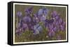 Violets-null-Framed Stretched Canvas