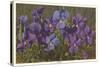 Violets-null-Stretched Canvas