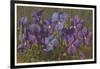 Violets-null-Framed Art Print