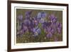 Violets-null-Framed Premium Giclee Print