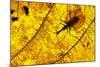 Violin Beetle on decaying leaf on rain forest floor, Borneo-Nick Garbutt-Mounted Photographic Print