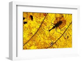Violin Beetle on decaying leaf on rain forest floor, Borneo-Nick Garbutt-Framed Photographic Print