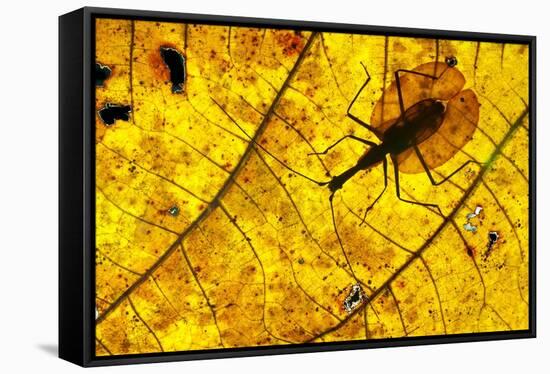 Violin Beetle on decaying leaf on rain forest floor, Borneo-Nick Garbutt-Framed Stretched Canvas