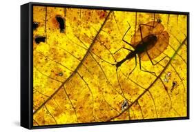 Violin Beetle on decaying leaf on rain forest floor, Borneo-Nick Garbutt-Framed Stretched Canvas