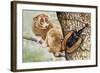 Violin Beetle or Banjo Beetle (Mormolyce Phyllodes)-null-Framed Giclee Print