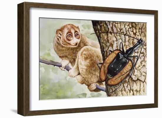 Violin Beetle or Banjo Beetle (Mormolyce Phyllodes)-null-Framed Giclee Print