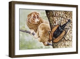 Violin Beetle or Banjo Beetle (Mormolyce Phyllodes)-null-Framed Giclee Print