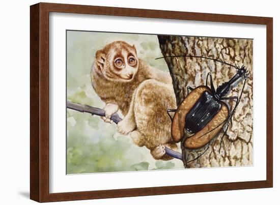 Violin Beetle or Banjo Beetle (Mormolyce Phyllodes)-null-Framed Giclee Print