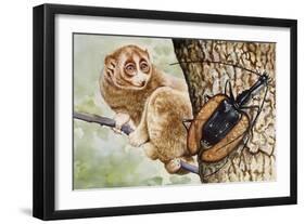 Violin Beetle or Banjo Beetle (Mormolyce Phyllodes)-null-Framed Giclee Print