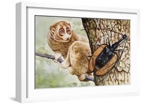 Violin Beetle or Banjo Beetle (Mormolyce Phyllodes)-null-Framed Giclee Print