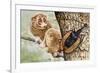 Violin Beetle or Banjo Beetle (Mormolyce Phyllodes)-null-Framed Giclee Print