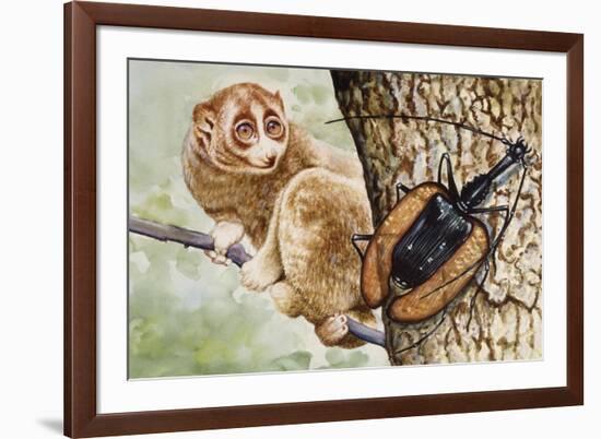 Violin Beetle or Banjo Beetle (Mormolyce Phyllodes)-null-Framed Giclee Print