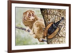 Violin Beetle or Banjo Beetle (Mormolyce Phyllodes)-null-Framed Giclee Print