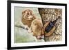 Violin Beetle or Banjo Beetle (Mormolyce Phyllodes)-null-Framed Giclee Print