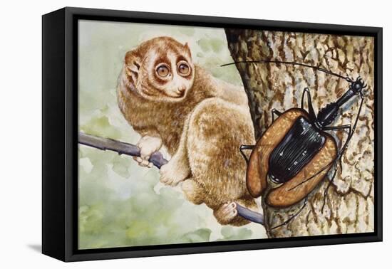 Violin Beetle or Banjo Beetle (Mormolyce Phyllodes)-null-Framed Stretched Canvas