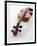 Violin-null-Framed Photographic Print