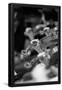 Essential Black