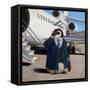 VIP - Very Important Penguin-Lucia Heffernan-Framed Stretched Canvas