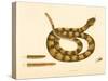 Viper Caudison Snake, Rattlesnake, Plate 41, Vol. 1, from the 'Natural History of Carolina,…-Mark Catesby-Stretched Canvas