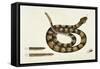 Viper Caudison Snake (Rattlesnake)-Mark Catesby-Framed Stretched Canvas