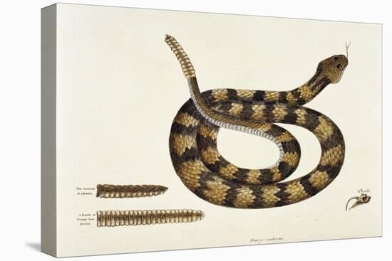 Viper Caudison Snake (Rattlesnake)-Mark Catesby-Stretched Canvas