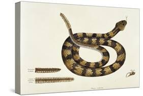 Viper Caudison Snake (Rattlesnake)-Mark Catesby-Stretched Canvas