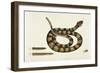 Viper Caudison Snake (Rattlesnake)-Mark Catesby-Framed Giclee Print