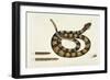 Viper Caudison Snake (Rattlesnake)-Mark Catesby-Framed Giclee Print