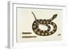 Viper Caudison Snake (Rattlesnake)-Mark Catesby-Framed Giclee Print