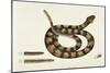 Viper Caudison Snake (Rattlesnake)-Mark Catesby-Mounted Giclee Print