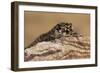 Viper Gecko (Teratolepis fasciata), captive, Pakistan, Asia-Janette Hill-Framed Photographic Print