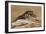 Viper Gecko (Teratolepis fasciata), captive, Pakistan, Asia-Janette Hill-Framed Photographic Print