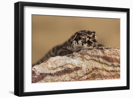 Viper Gecko (Teratolepis fasciata), captive, Pakistan, Asia-Janette Hill-Framed Photographic Print