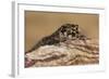 Viper Gecko (Teratolepis fasciata), captive, Pakistan, Asia-Janette Hill-Framed Photographic Print