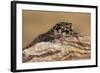 Viper Gecko (Teratolepis fasciata), captive, Pakistan, Asia-Janette Hill-Framed Photographic Print