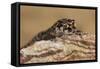 Viper Gecko (Teratolepis fasciata), captive, Pakistan, Asia-Janette Hill-Framed Stretched Canvas