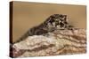 Viper Gecko (Teratolepis fasciata), captive, Pakistan, Asia-Janette Hill-Stretched Canvas