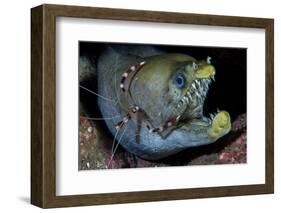 Viper Moray and Boxer Shrimp-Cédric Péneau-Framed Photographic Print