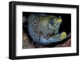 Viper Moray and Boxer Shrimp-Cédric Péneau-Framed Photographic Print