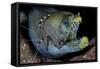 Viper Moray and Boxer Shrimp-Cédric Péneau-Framed Stretched Canvas