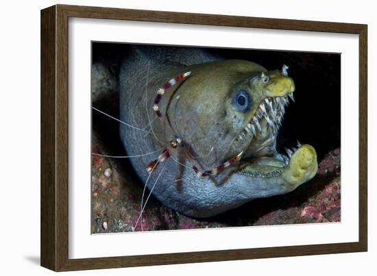 Viper Moray and Boxer Shrimp-Cédric Péneau-Framed Photographic Print