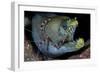 Viper Moray and Boxer Shrimp-Cédric Péneau-Framed Photographic Print