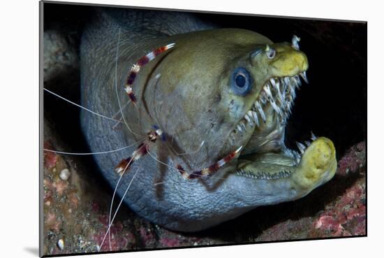 Viper Moray and Boxer Shrimp-Cédric Péneau-Mounted Photographic Print