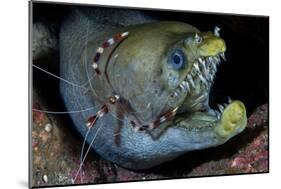 Viper Moray and Boxer Shrimp-Cédric Péneau-Mounted Photographic Print