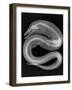 Viper Moray-Sandra J. Raredon-Framed Art Print